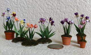 Bearded Irises and Parrot Tulips