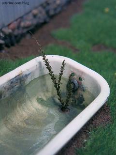 Weedy bathtub